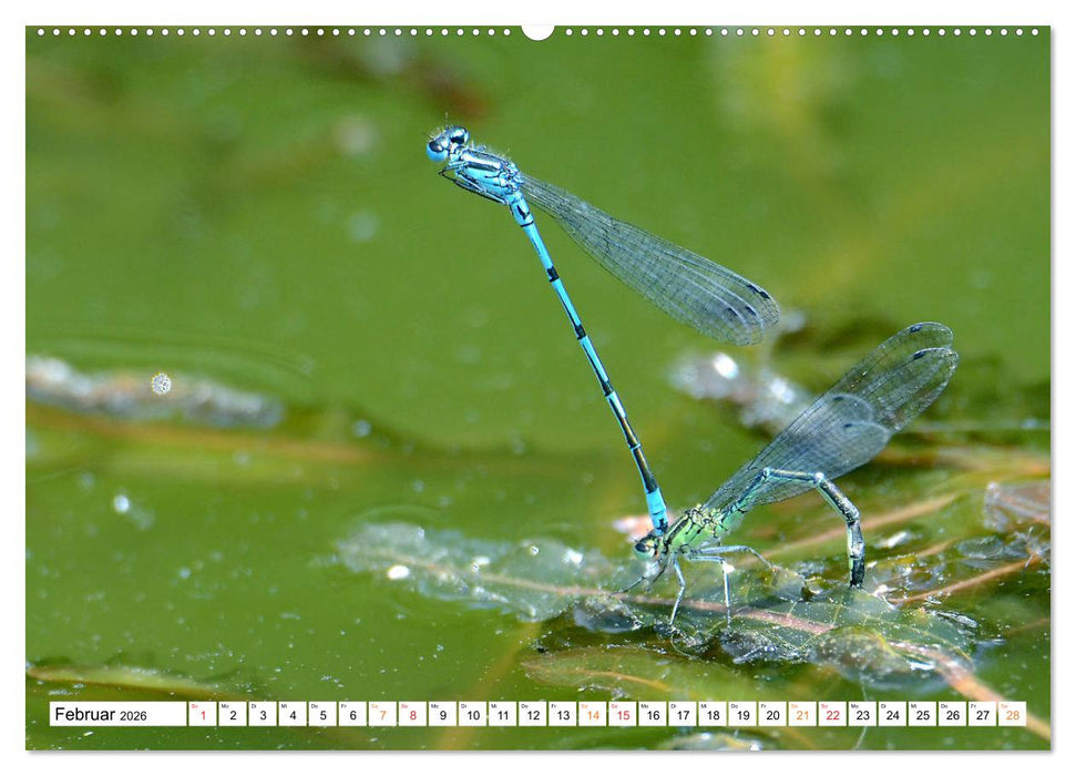 Libellen, was die für eine Energie entwickeln. (CALVENDO Premium Wandkalender 2026)