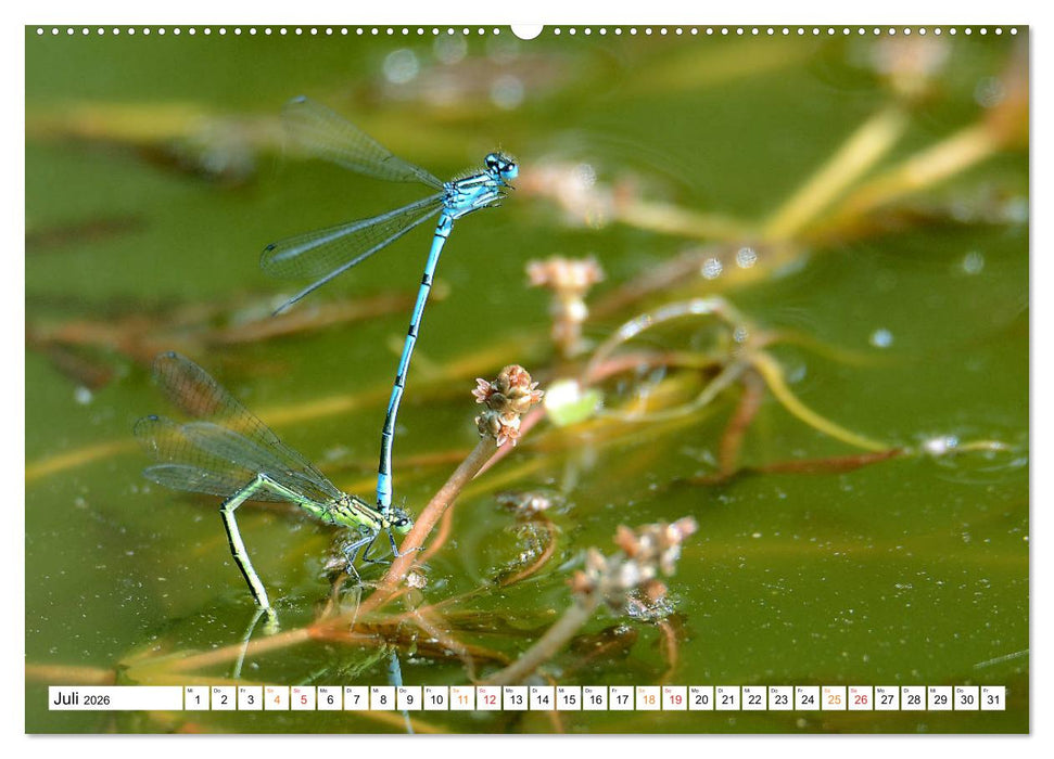 Libellen, was die für eine Energie entwickeln. (CALVENDO Premium Wandkalender 2026)