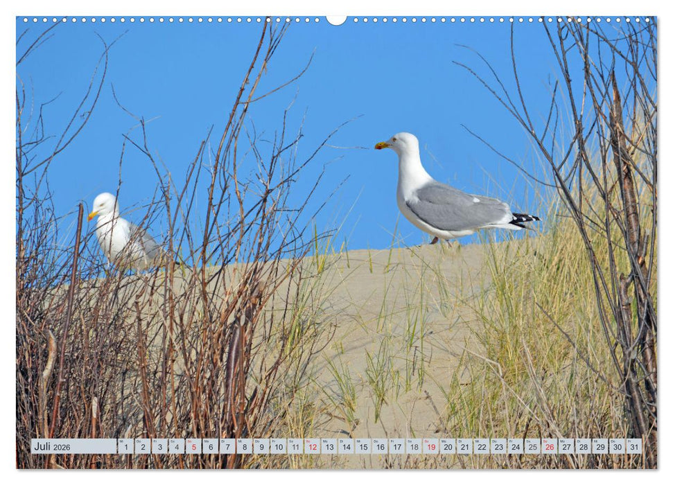 Langeoog - Natur Pur (CALVENDO Premium Wandkalender 2026)