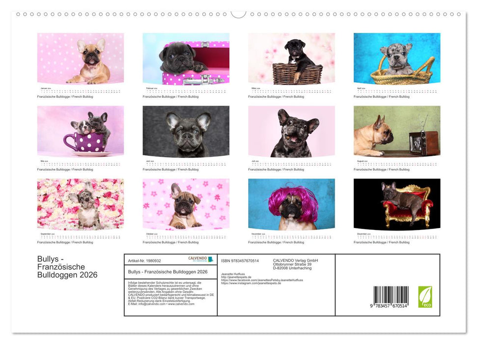 Bullys - Französische Bulldoggen 2026 (CALVENDO Premium Wandkalender 2026)