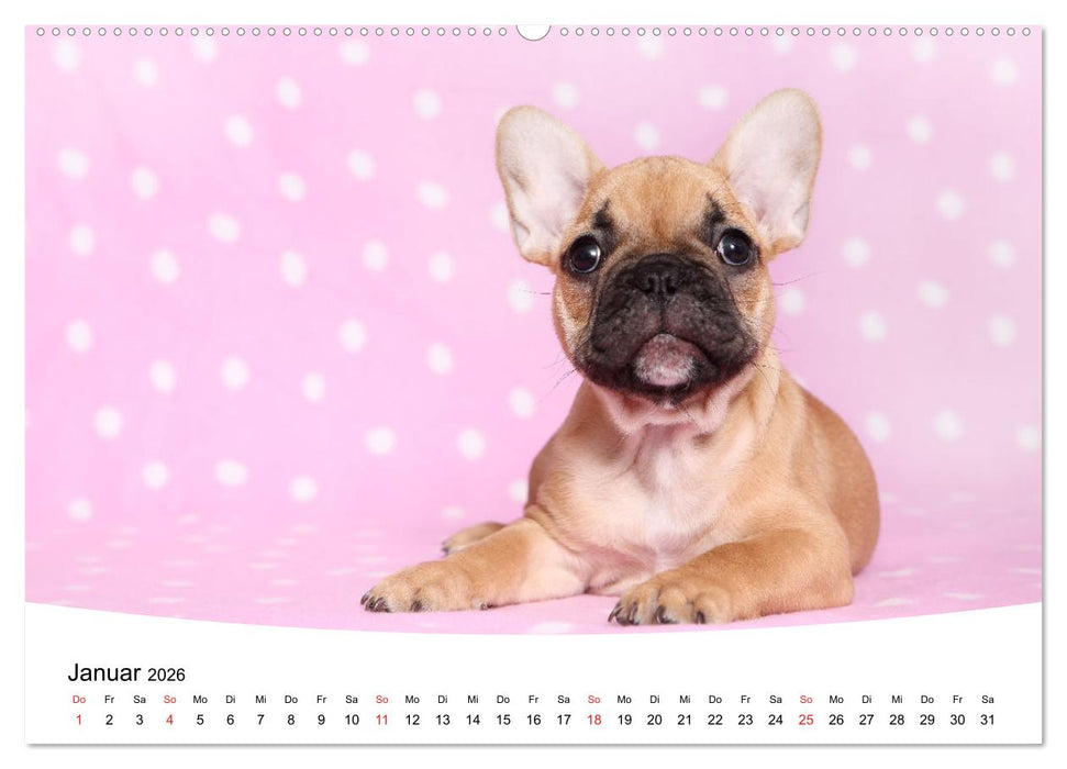 Bullys - Französische Bulldoggen 2026 (CALVENDO Premium Wandkalender 2026)