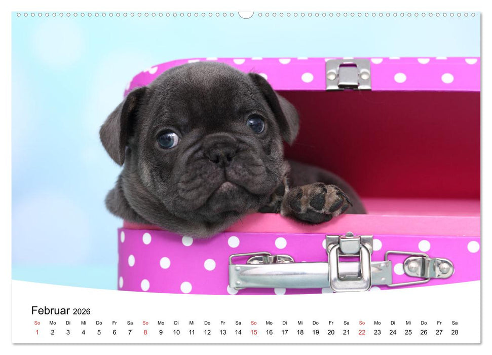 Bullys - Französische Bulldoggen 2026 (CALVENDO Premium Wandkalender 2026)