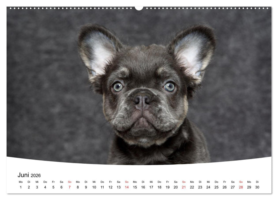 Bullys - Französische Bulldoggen 2026 (CALVENDO Premium Wandkalender 2026)