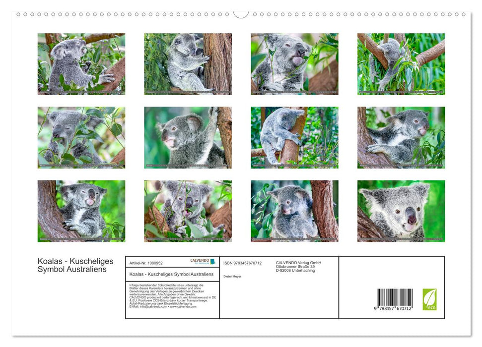 Koalas - Kuscheliges Symbol Australiens (CALVENDO Premium Wandkalender 2026)