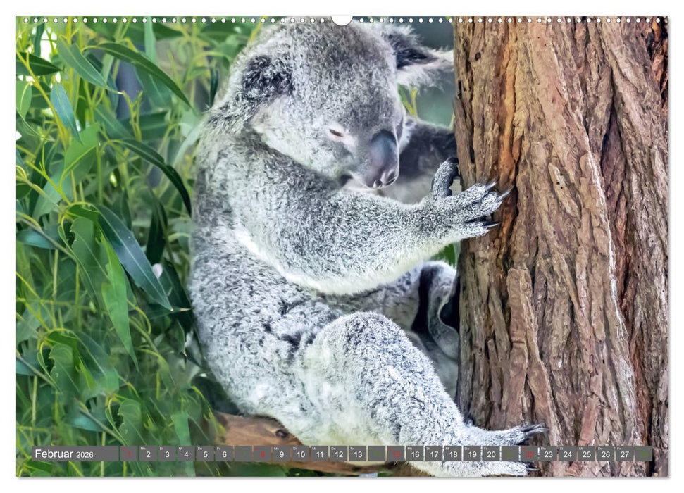 Koalas - Kuscheliges Symbol Australiens (CALVENDO Premium Wandkalender 2026)