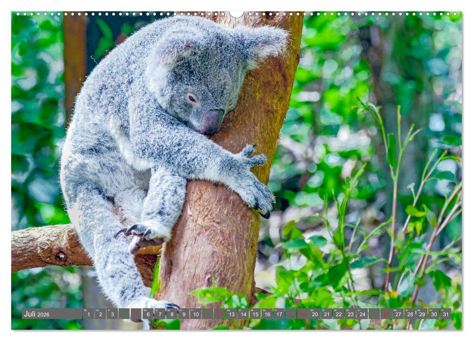 Koalas - Kuscheliges Symbol Australiens (CALVENDO Premium Wandkalender 2026)