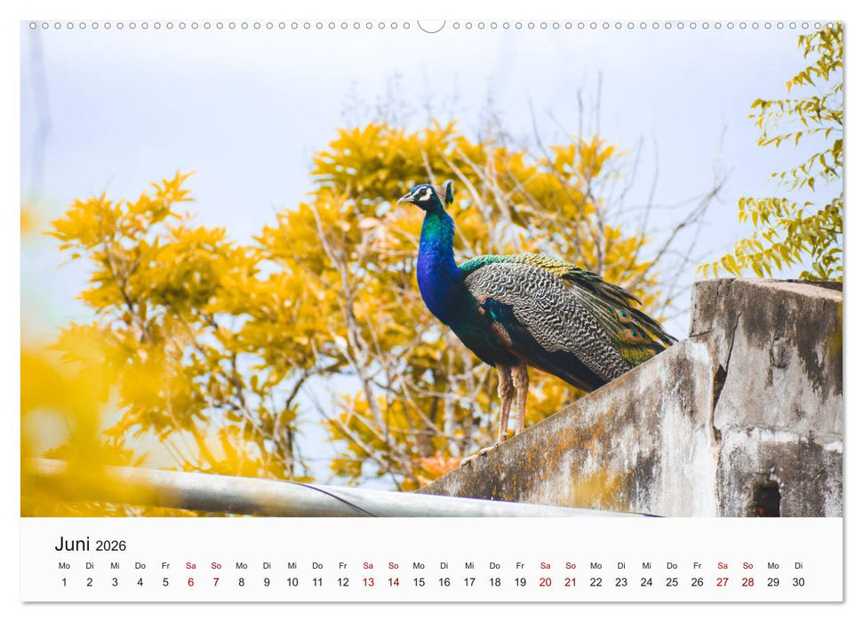 Vögel - Die Könige der Lüfte (CALVENDO Premium Wandkalender 2026)