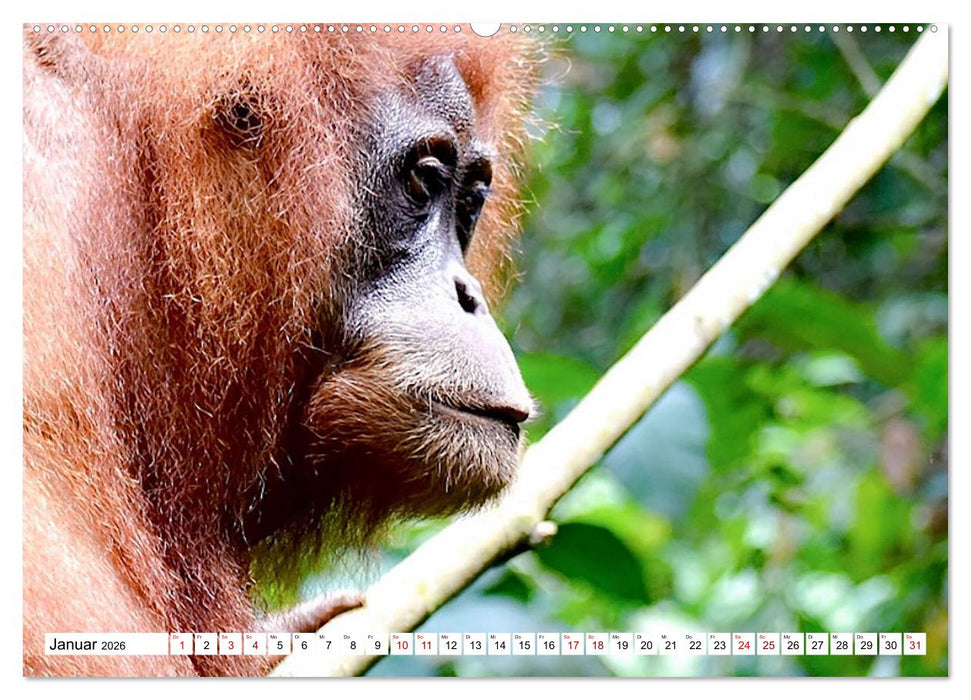 Die letzten freilebenden Orang Utans (CALVENDO Premium Wandkalender 2026)