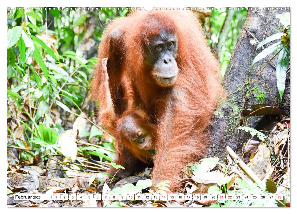 Die letzten freilebenden Orang Utans (CALVENDO Premium Wandkalender 2026)