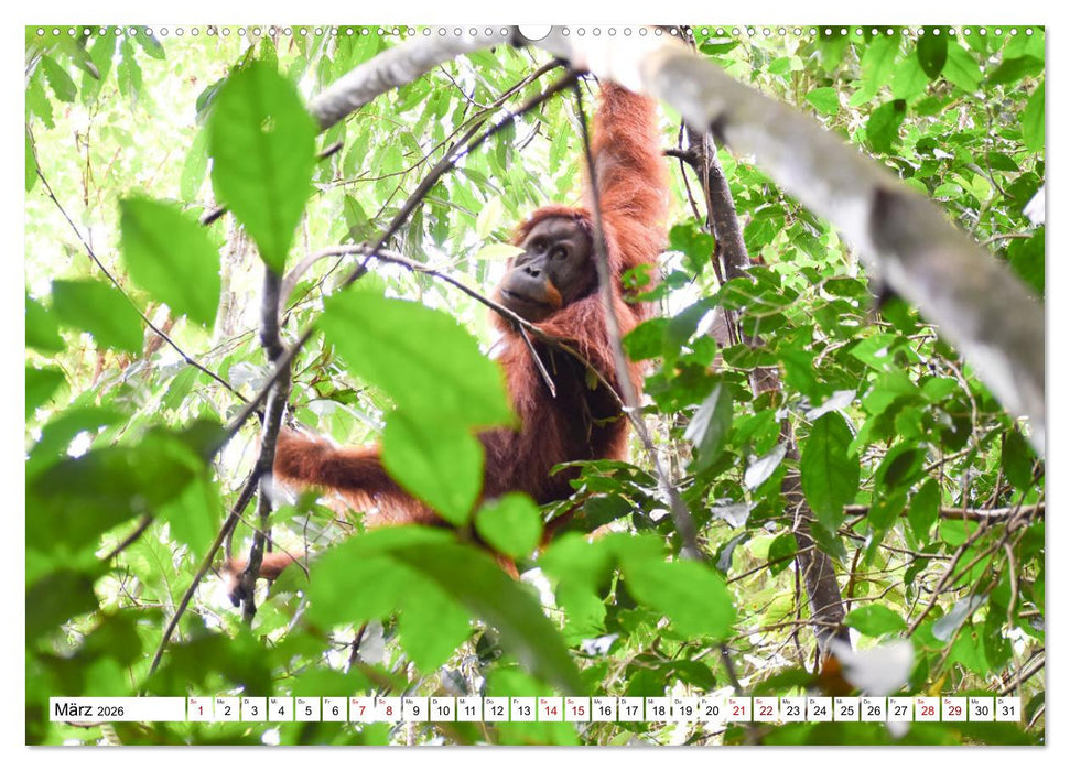 Die letzten freilebenden Orang Utans (CALVENDO Premium Wandkalender 2026)