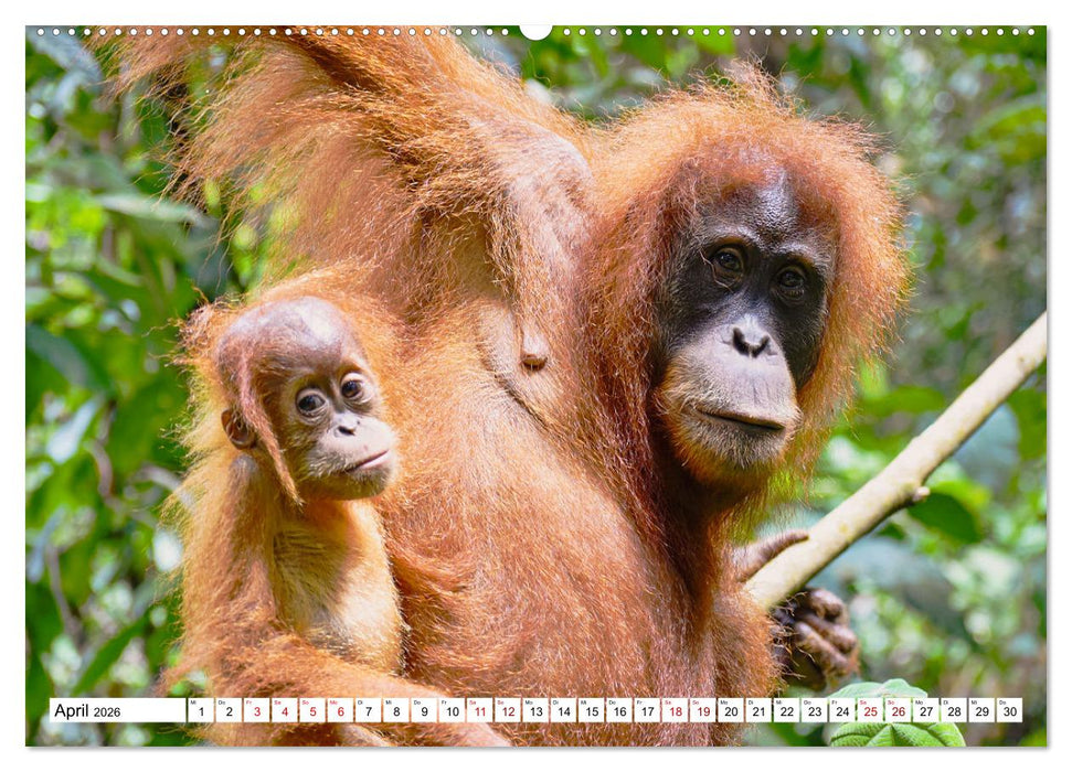 Die letzten freilebenden Orang Utans (CALVENDO Premium Wandkalender 2026)