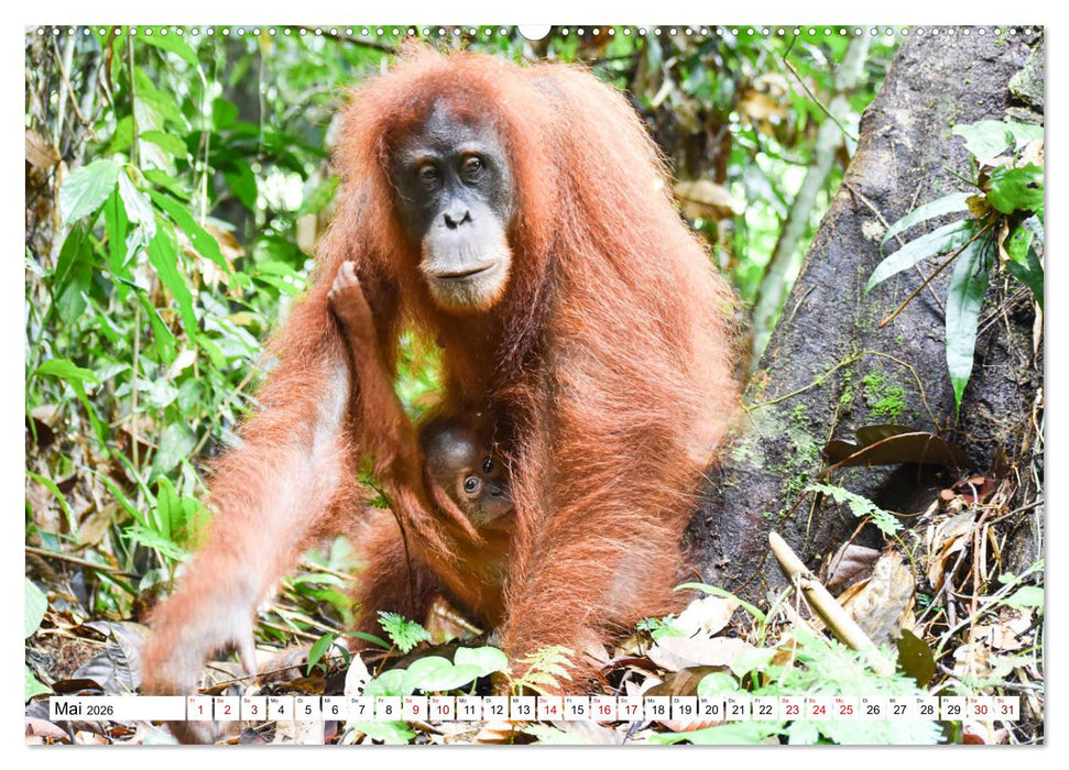Die letzten freilebenden Orang Utans (CALVENDO Premium Wandkalender 2026)