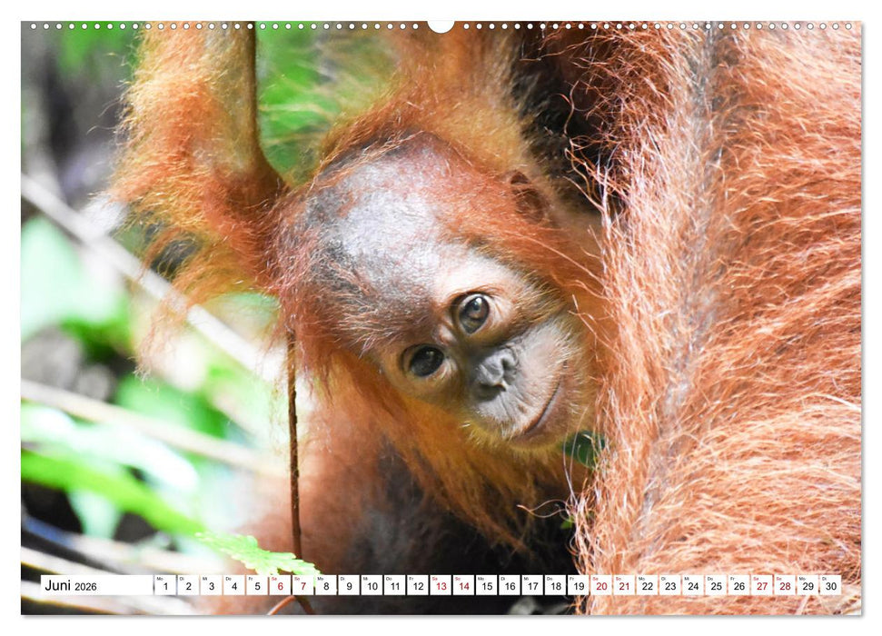 Die letzten freilebenden Orang Utans (CALVENDO Premium Wandkalender 2026)