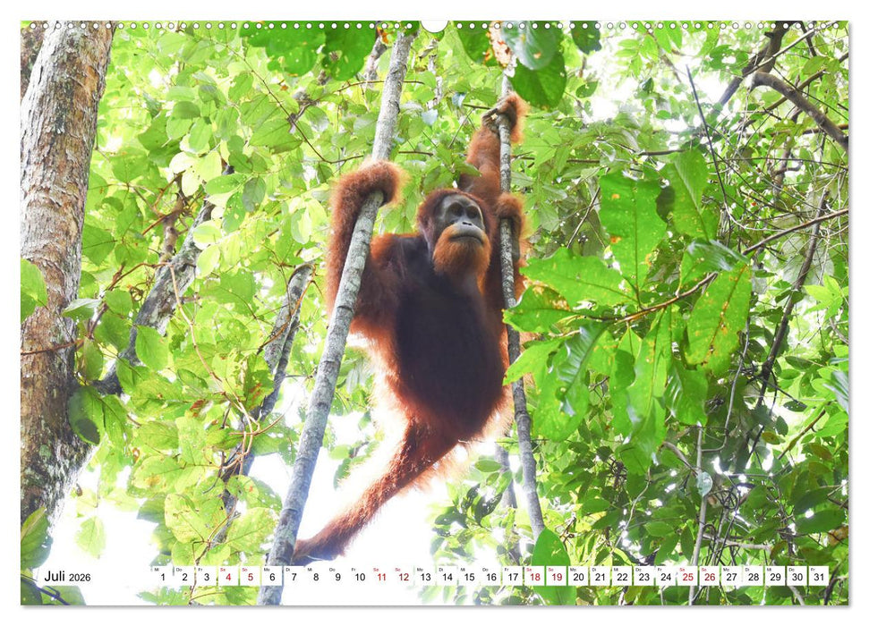 Die letzten freilebenden Orang Utans (CALVENDO Premium Wandkalender 2026)