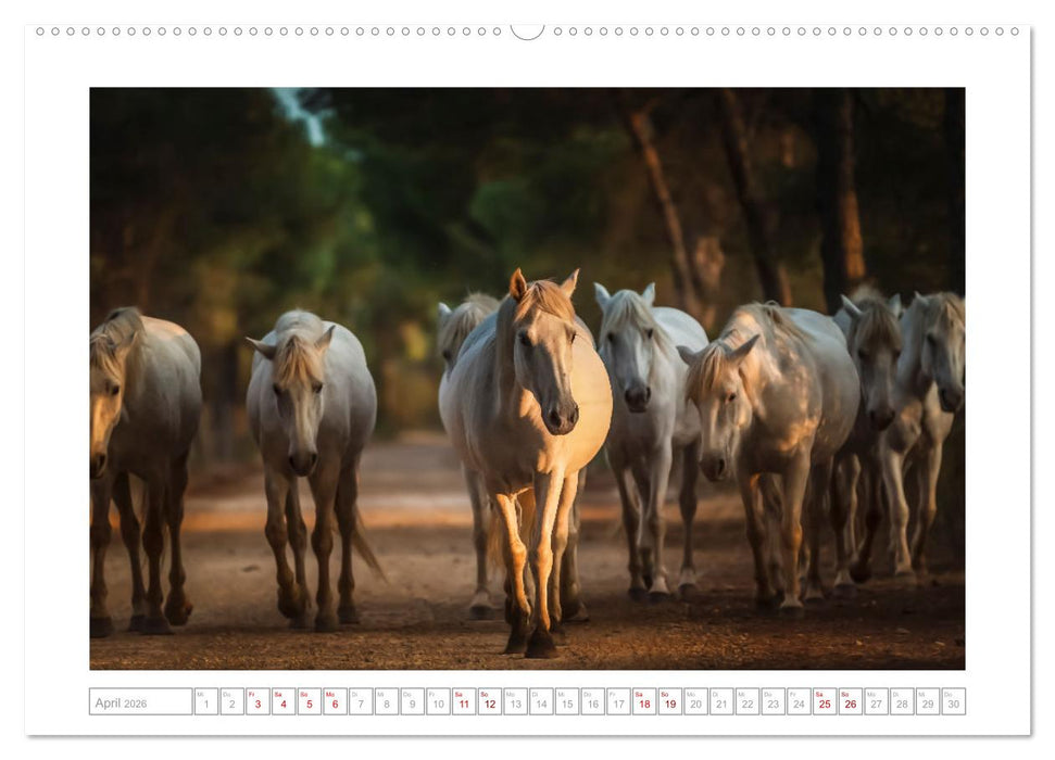 Pferdeparadies Camargue (CALVENDO Wandkalender 2026)