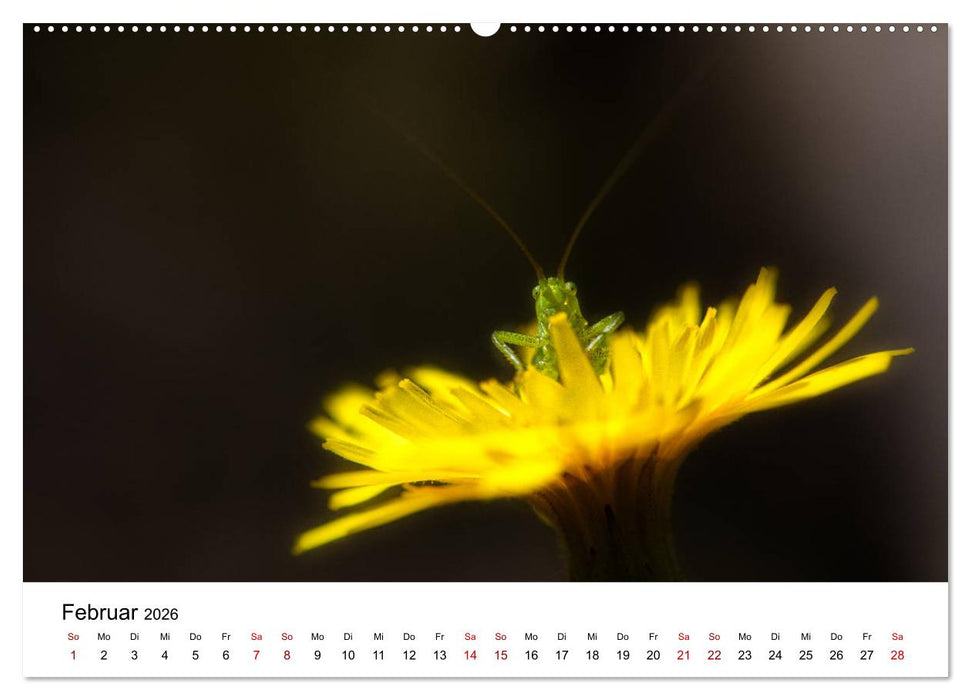 Oberbayerischer Insekten Kalender (CALVENDO Premium Wandkalender 2026)