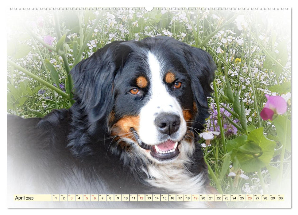 Rasseportraits - Hunde (CALVENDO Premium Wandkalender 2026)