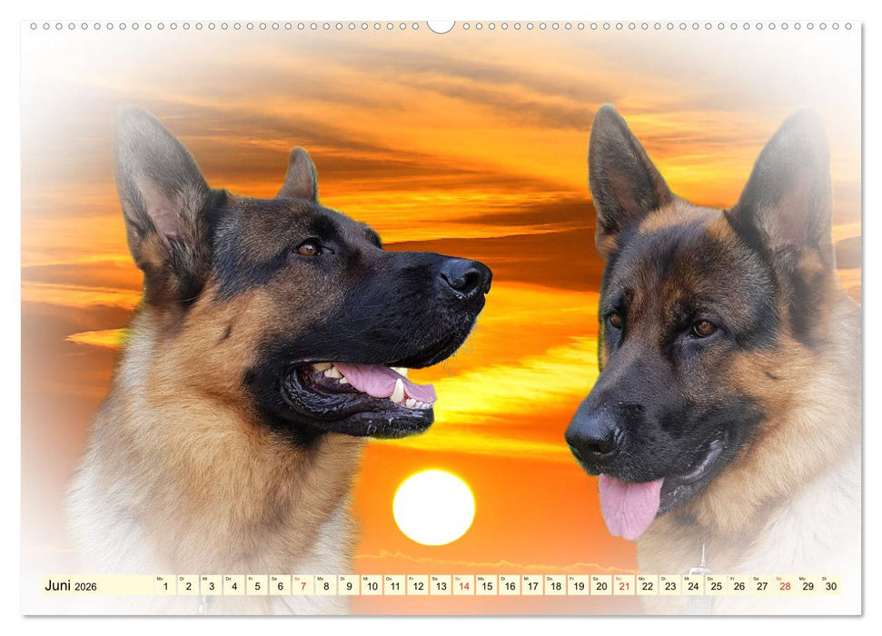 Rasseportraits - Hunde (CALVENDO Premium Wandkalender 2026)