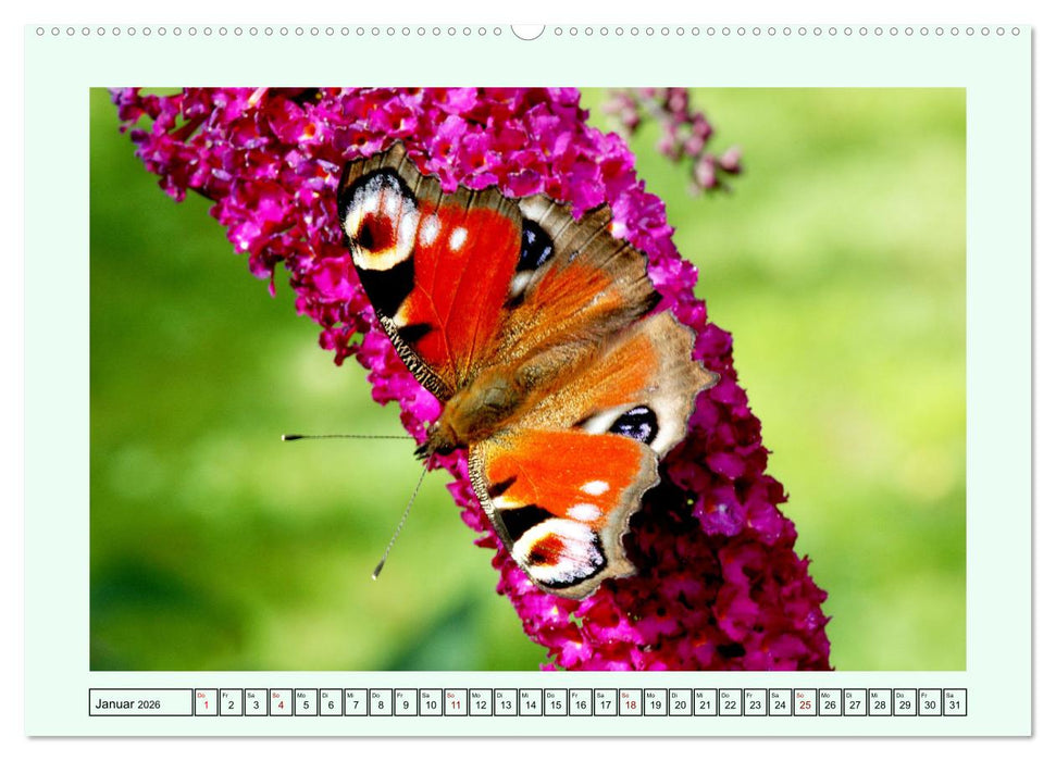 Schmetterlinge - Filigrane Wunderwerke der Natur (CALVENDO Premium Wandkalender 2026)
