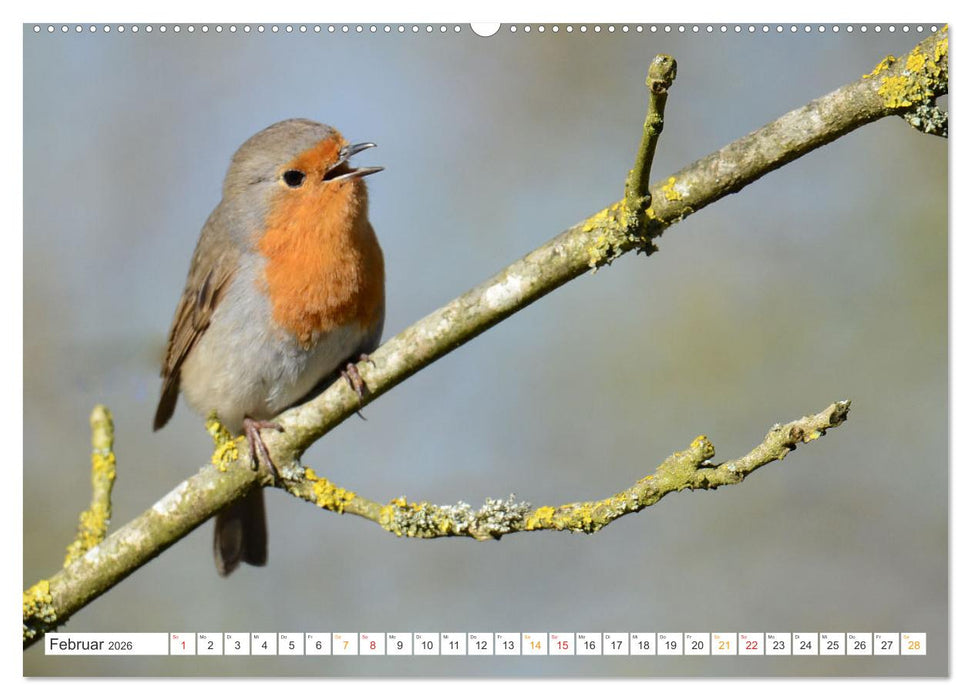 Das Rotkehlchen, ein Kleiner ganz Groß (CALVENDO Premium Wandkalender 2026)