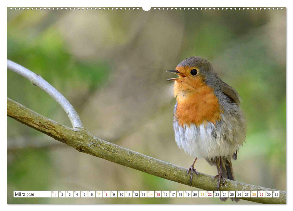 Das Rotkehlchen, ein Kleiner ganz Groß (CALVENDO Premium Wandkalender 2026)