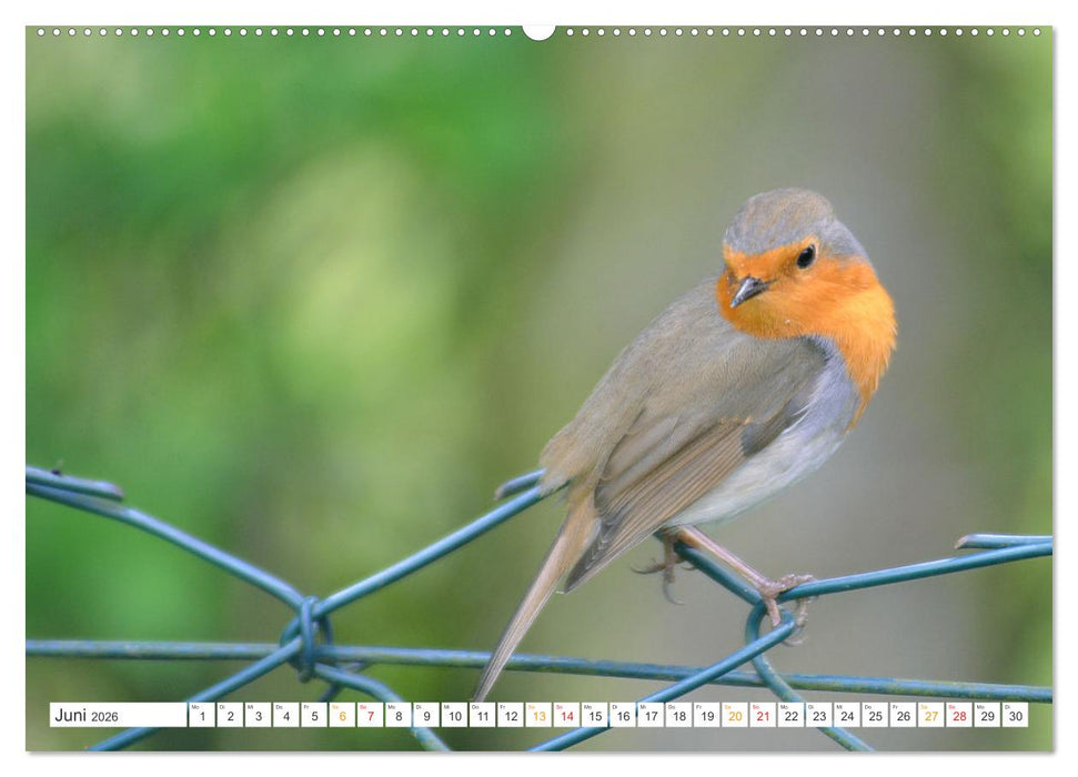 Das Rotkehlchen, ein Kleiner ganz Groß (CALVENDO Premium Wandkalender 2026)