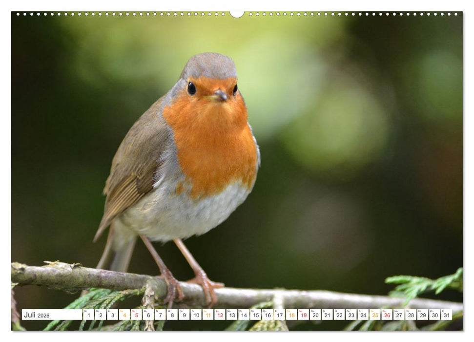 Das Rotkehlchen, ein Kleiner ganz Groß (CALVENDO Premium Wandkalender 2026)