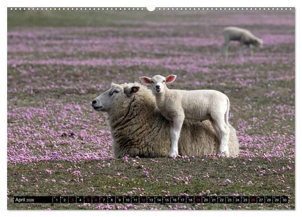 Sylt ist Meer (CALVENDO Premium Wandkalender 2026)