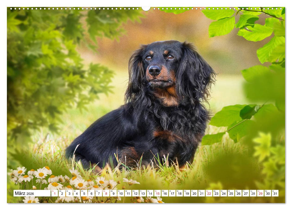 Dackelträumereien - Kleine Helden auf 4 Pfoten (CALVENDO Premium Wandkalender 2026)