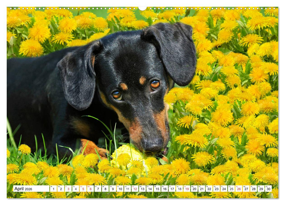 Dackelträumereien - Kleine Helden auf 4 Pfoten (CALVENDO Premium Wandkalender 2026)