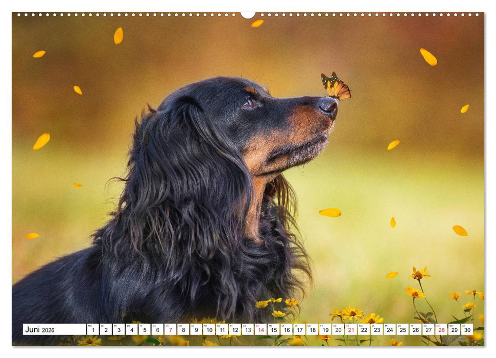 Dackelträumereien - Kleine Helden auf 4 Pfoten (CALVENDO Premium Wandkalender 2026)