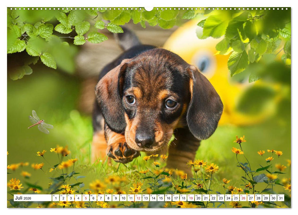 Dackelträumereien - Kleine Helden auf 4 Pfoten (CALVENDO Premium Wandkalender 2026)