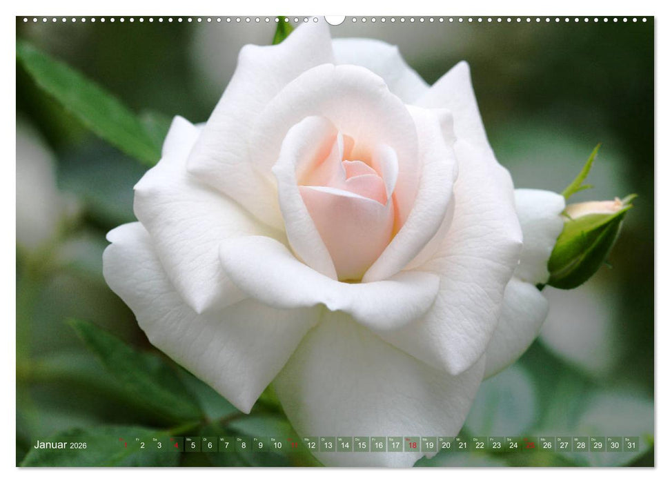 Romantische Rosenträume (CALVENDO Premium Wandkalender 2026)