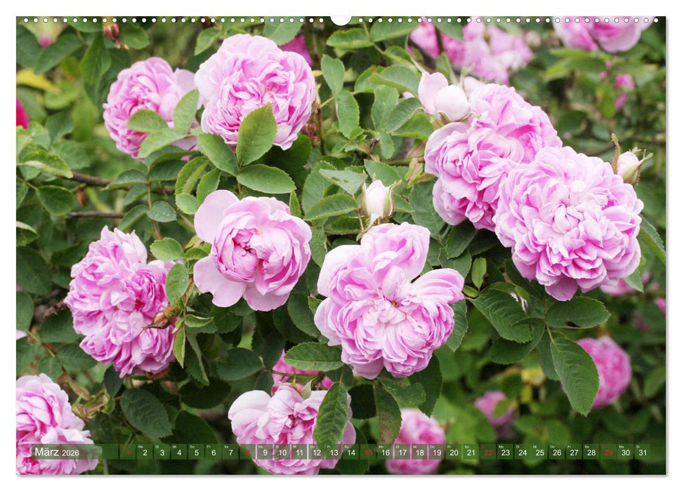 Romantische Rosenträume (CALVENDO Premium Wandkalender 2026)