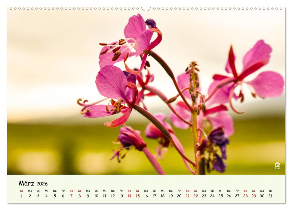 Entdecke den Yukon (CALVENDO Premium Wandkalender 2026)