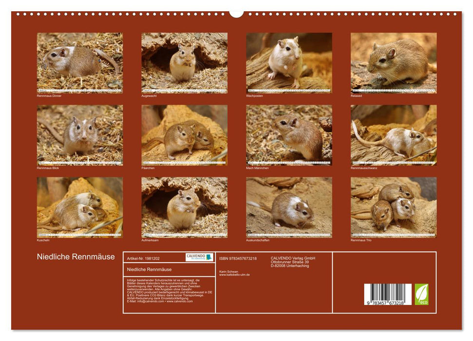 Niedliche Rennmäuse (CALVENDO Premium Wandkalender 2026)