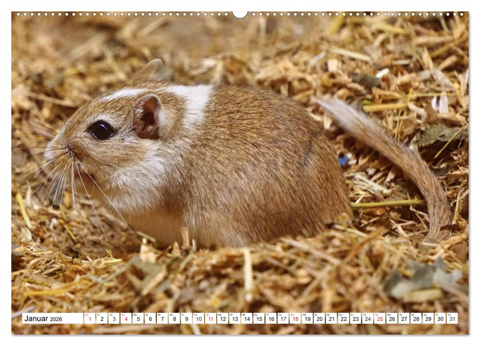 Niedliche Rennmäuse (CALVENDO Premium Wandkalender 2026)