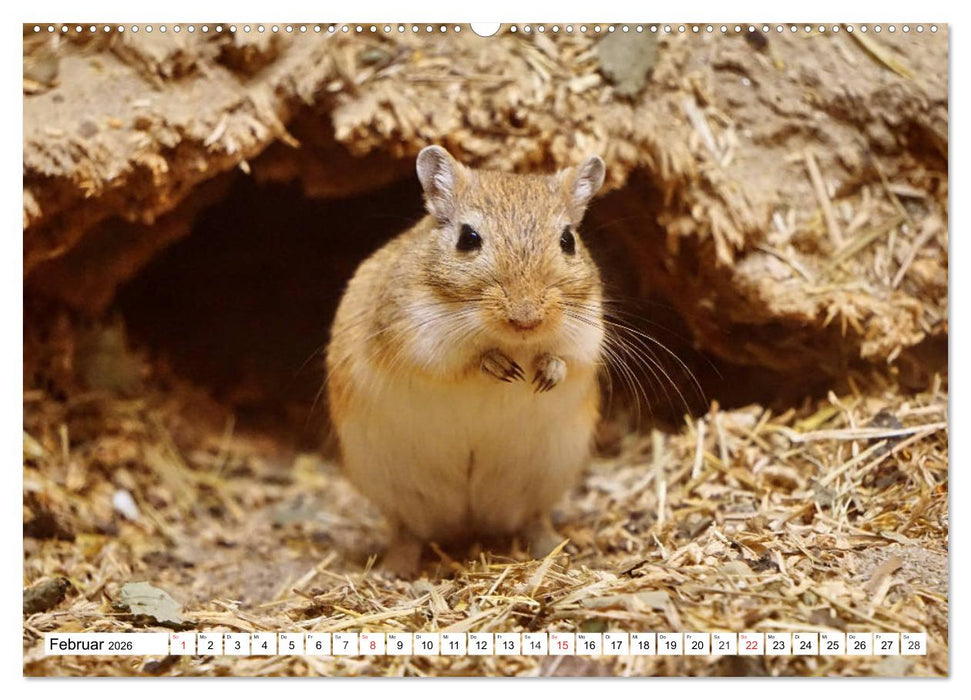 Niedliche Rennmäuse (CALVENDO Premium Wandkalender 2026)