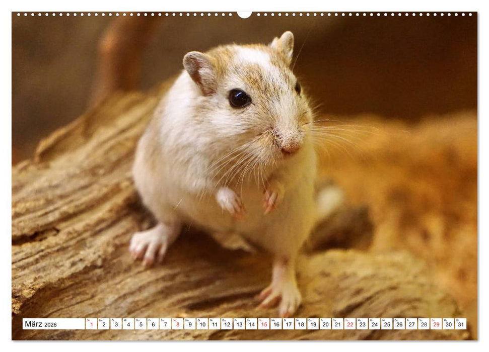 Niedliche Rennmäuse (CALVENDO Premium Wandkalender 2026)