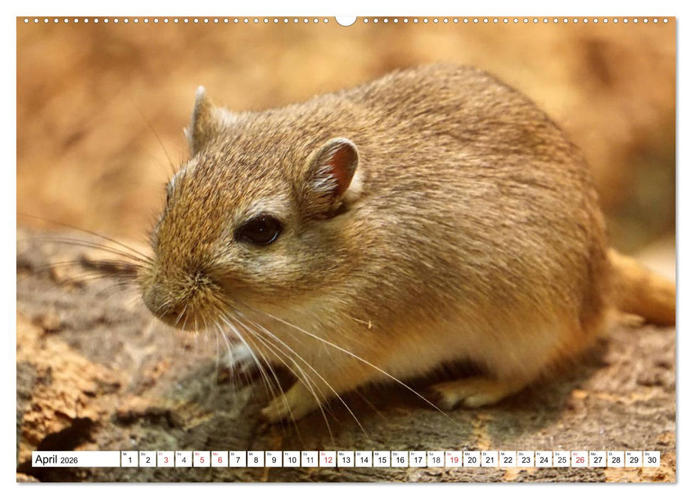 Niedliche Rennmäuse (CALVENDO Premium Wandkalender 2026)