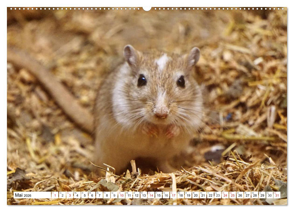 Niedliche Rennmäuse (CALVENDO Premium Wandkalender 2026)