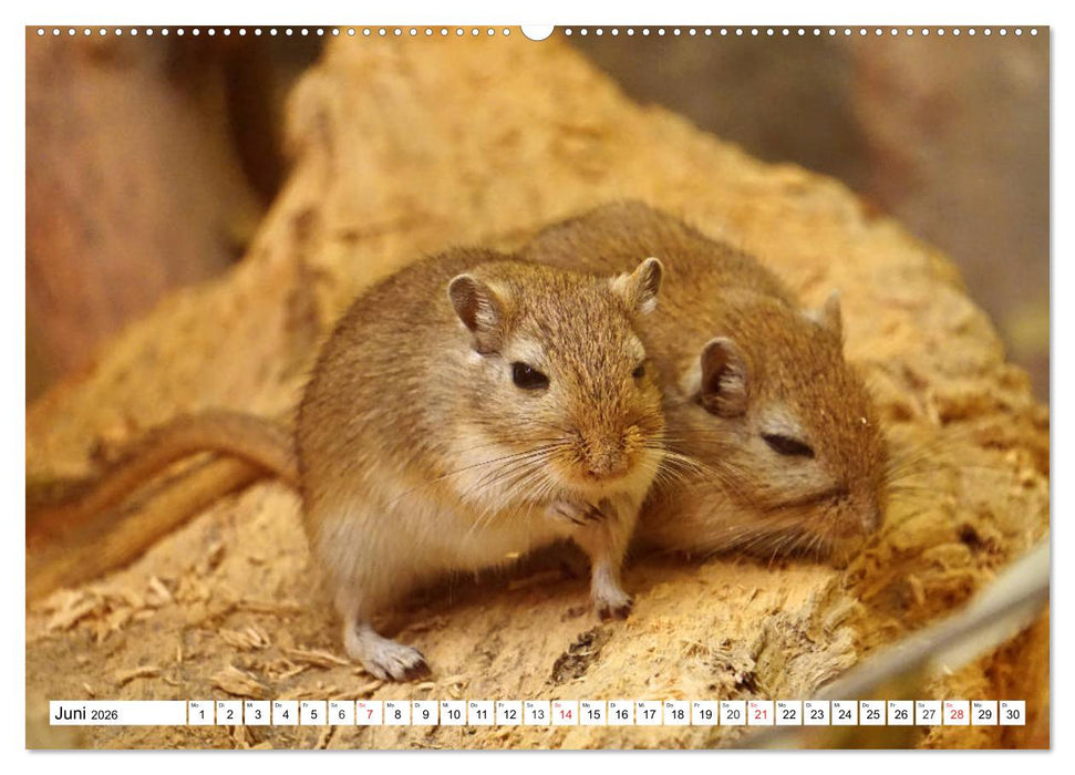 Niedliche Rennmäuse (CALVENDO Premium Wandkalender 2026)
