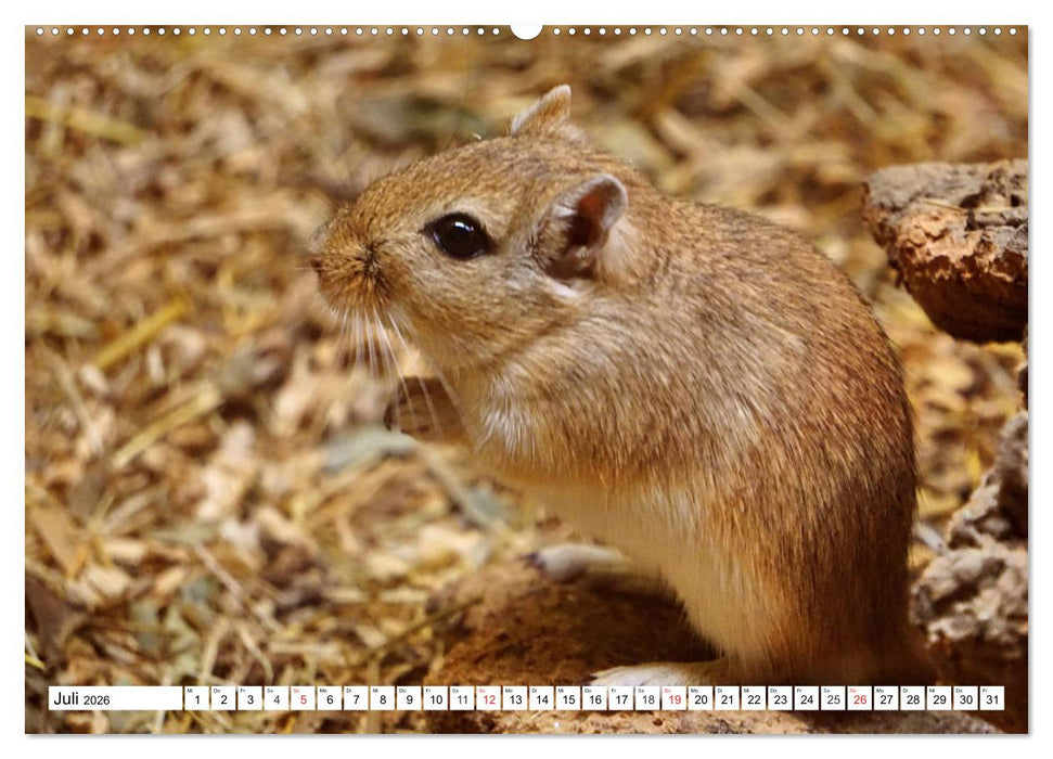 Niedliche Rennmäuse (CALVENDO Premium Wandkalender 2026)