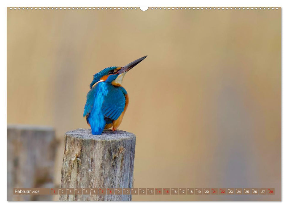 Geliebtes Federvieh (CALVENDO Premium Wandkalender 2026)