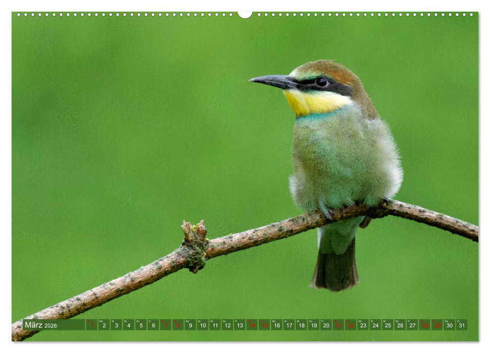 Geliebtes Federvieh (CALVENDO Premium Wandkalender 2026)