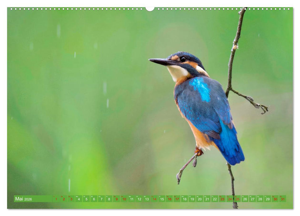 Geliebtes Federvieh (CALVENDO Premium Wandkalender 2026)