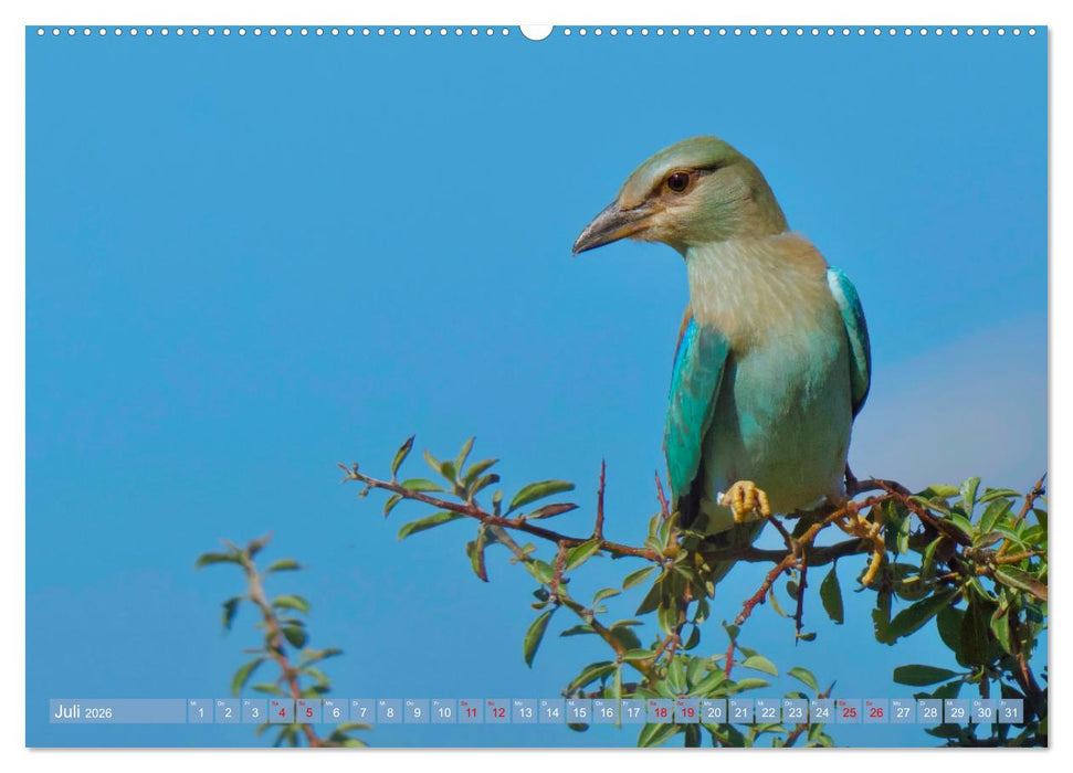 Geliebtes Federvieh (CALVENDO Premium Wandkalender 2026)