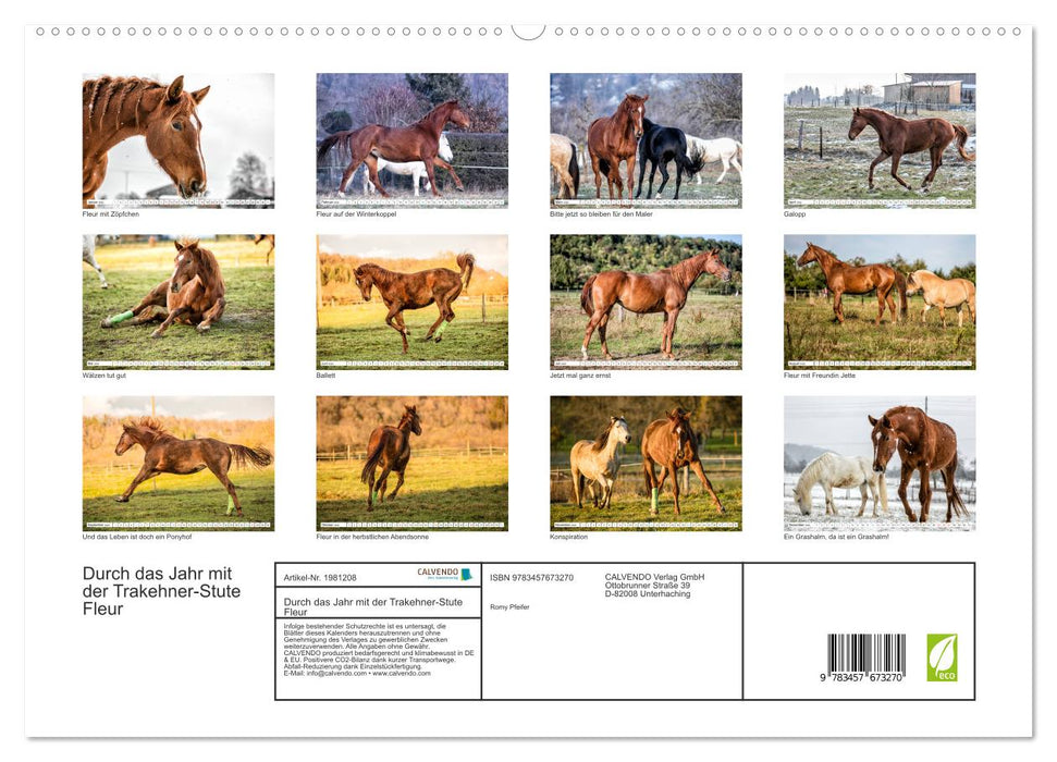 Durch das Jahr mit der Trakehner-Stute Fleur (CALVENDO Premium Wandkalender 2026)