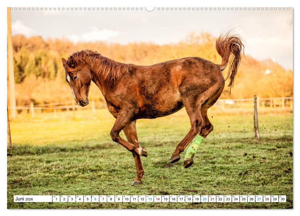 Durch das Jahr mit der Trakehner-Stute Fleur (CALVENDO Premium Wandkalender 2026)