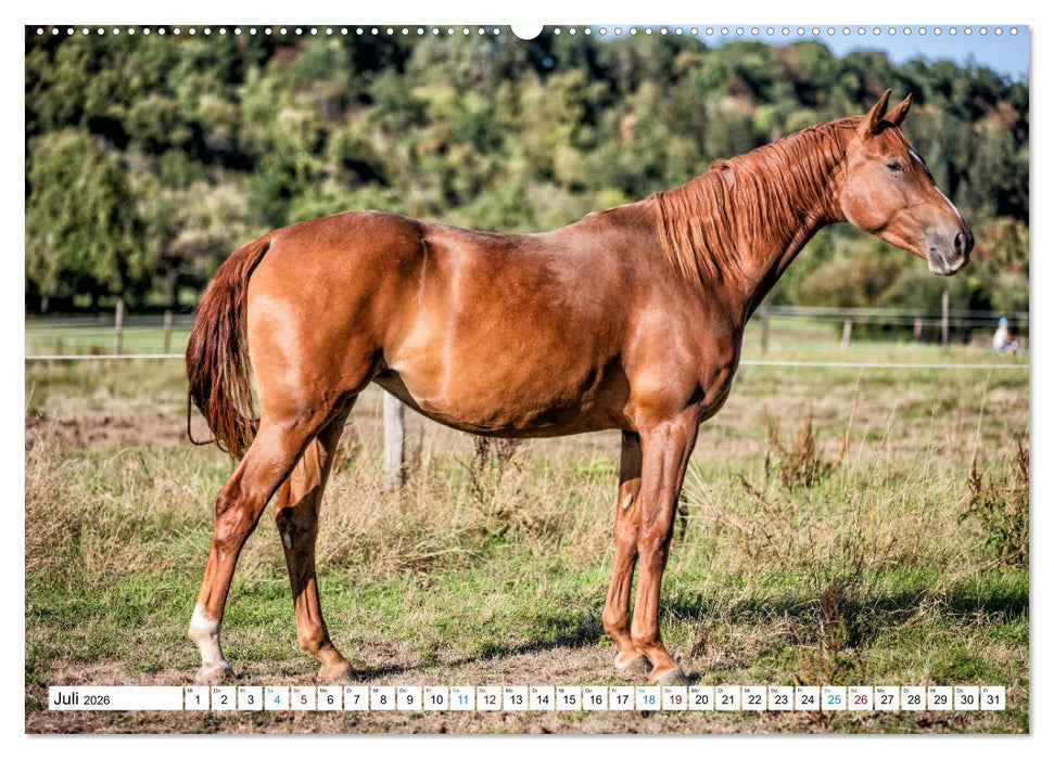 Durch das Jahr mit der Trakehner-Stute Fleur (CALVENDO Premium Wandkalender 2026)